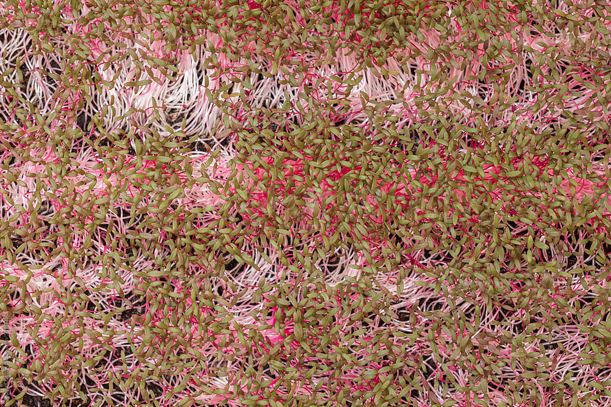 Top view of the texture of pink amaranth sprouts