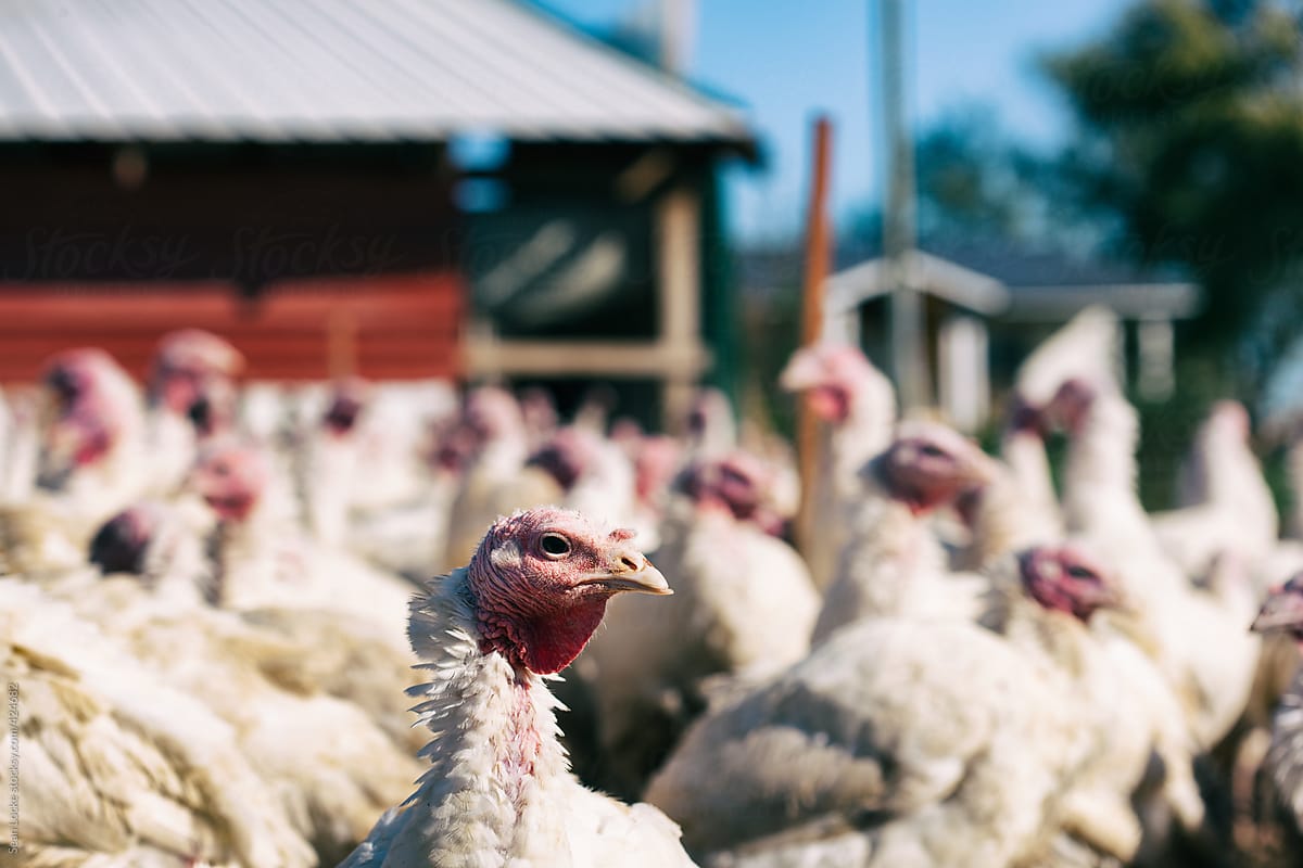 Farm: Focus On Single Turkey In Front Of Flock