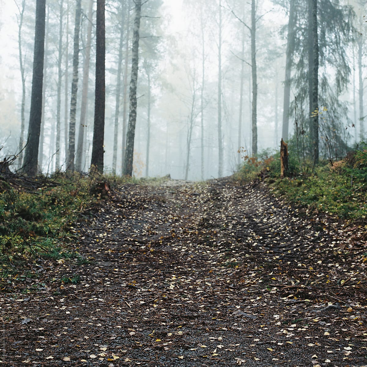 A path leading uphill trough the foggy trees at Songsvann in Oslo, Norway