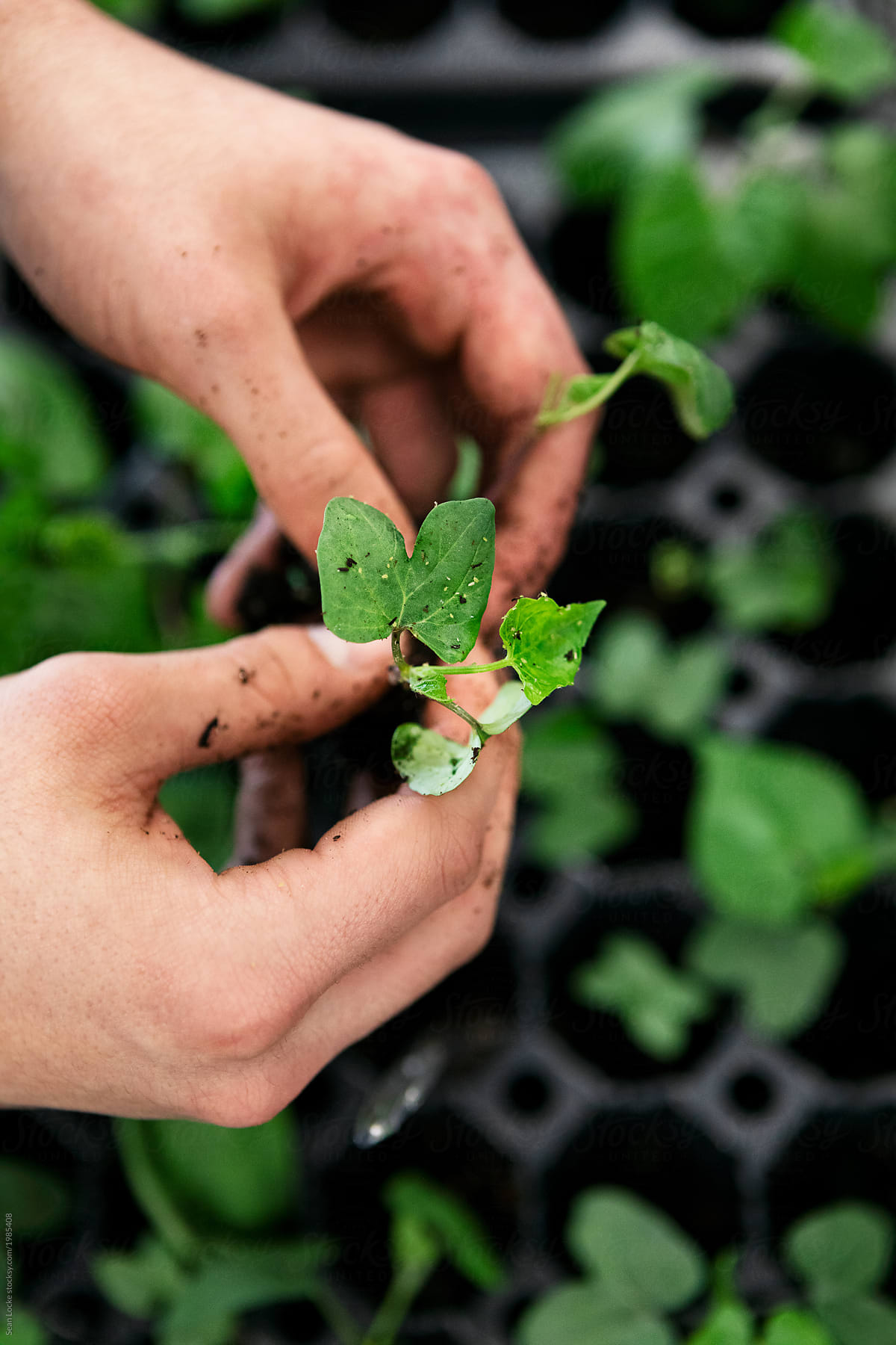 Gardening: Students Transplanting Seedlings