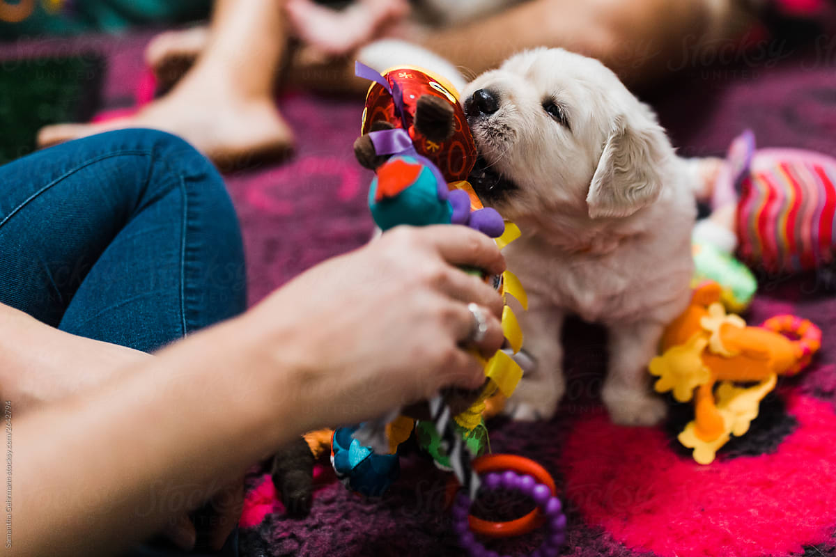 golden retriever puppy playing with toys
