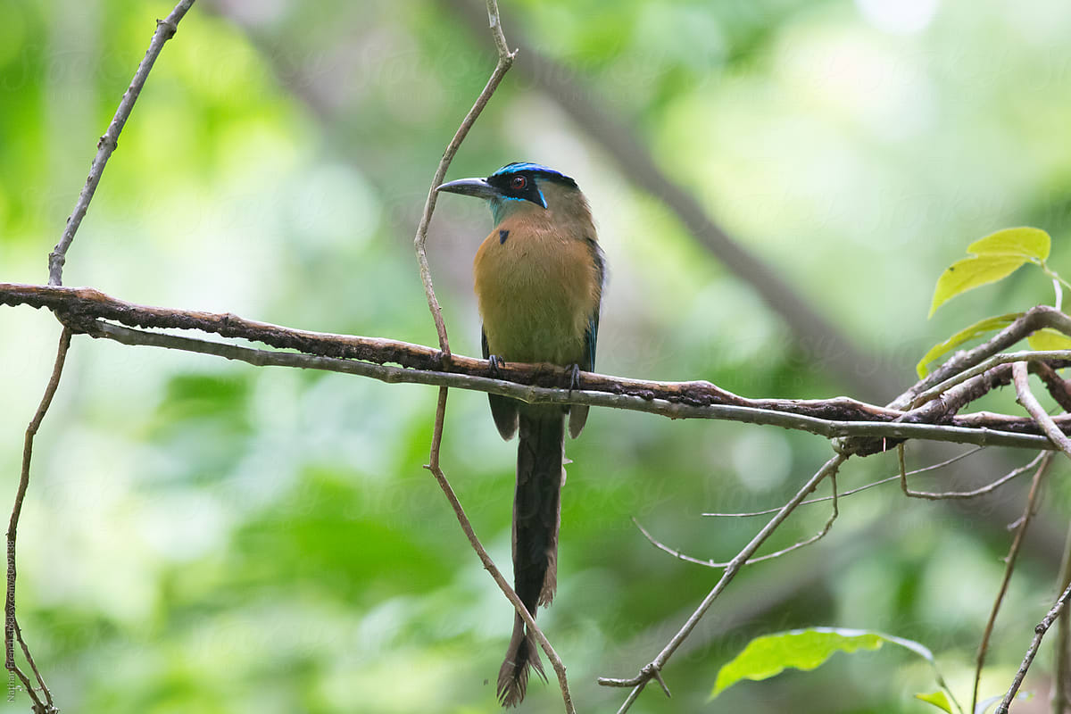 Lesson\'s Motmot Vertically Perched