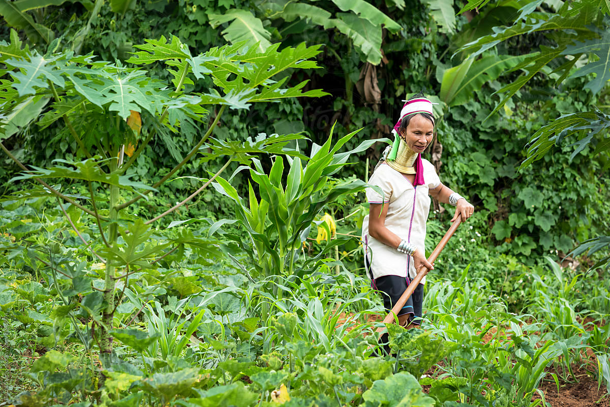 Long Neck Tribal woman working in the garden