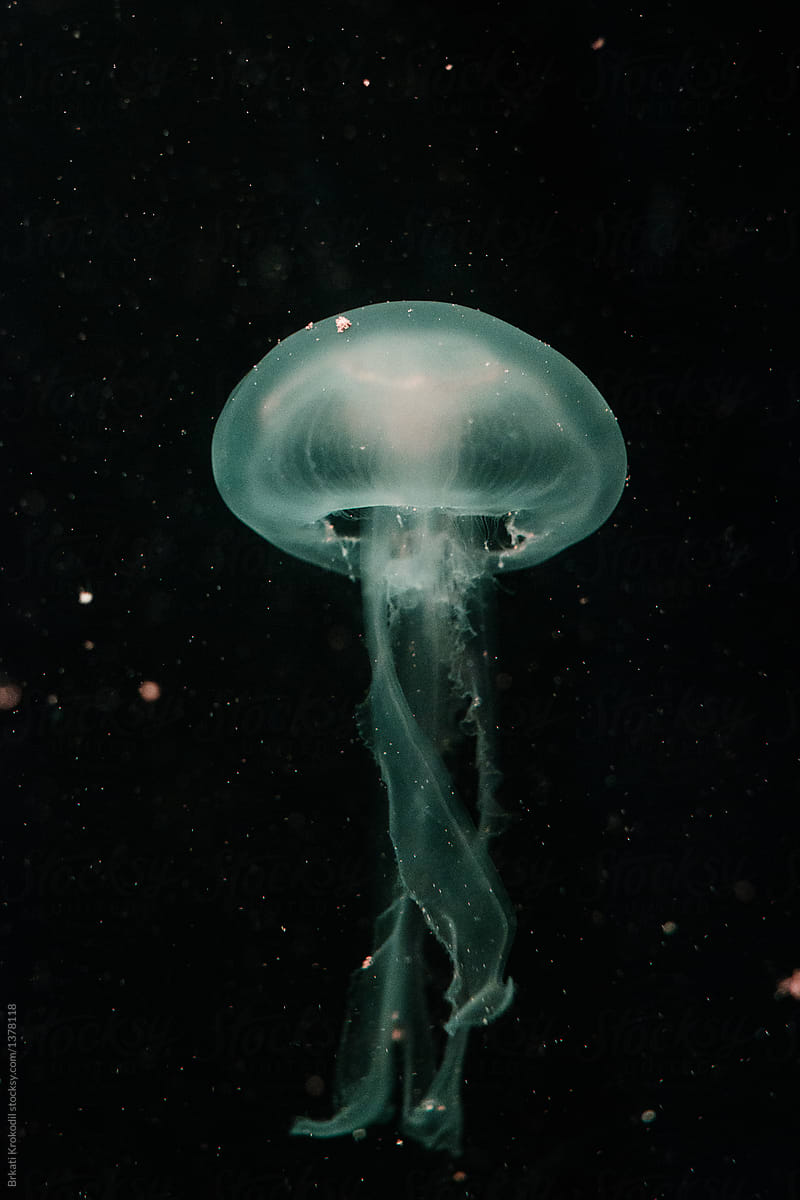 Green Jellyfish In Aquarium