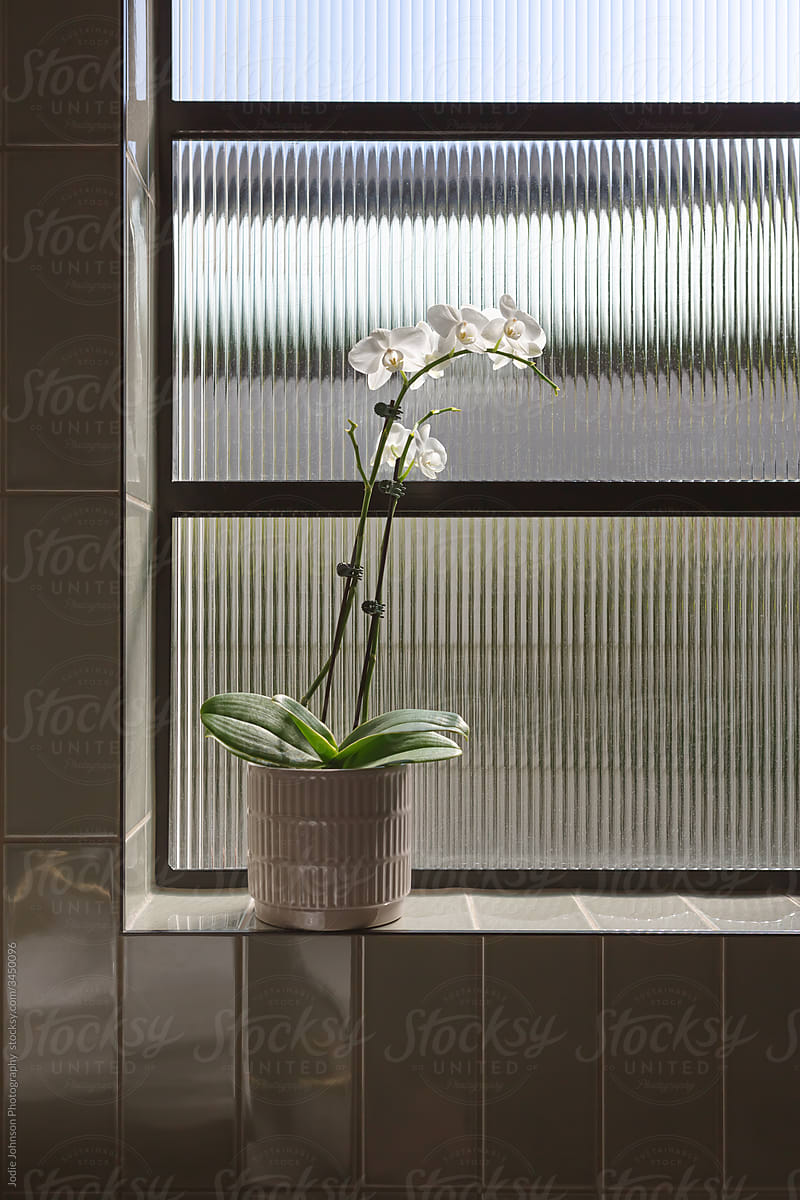 Orchid on a bathroom window