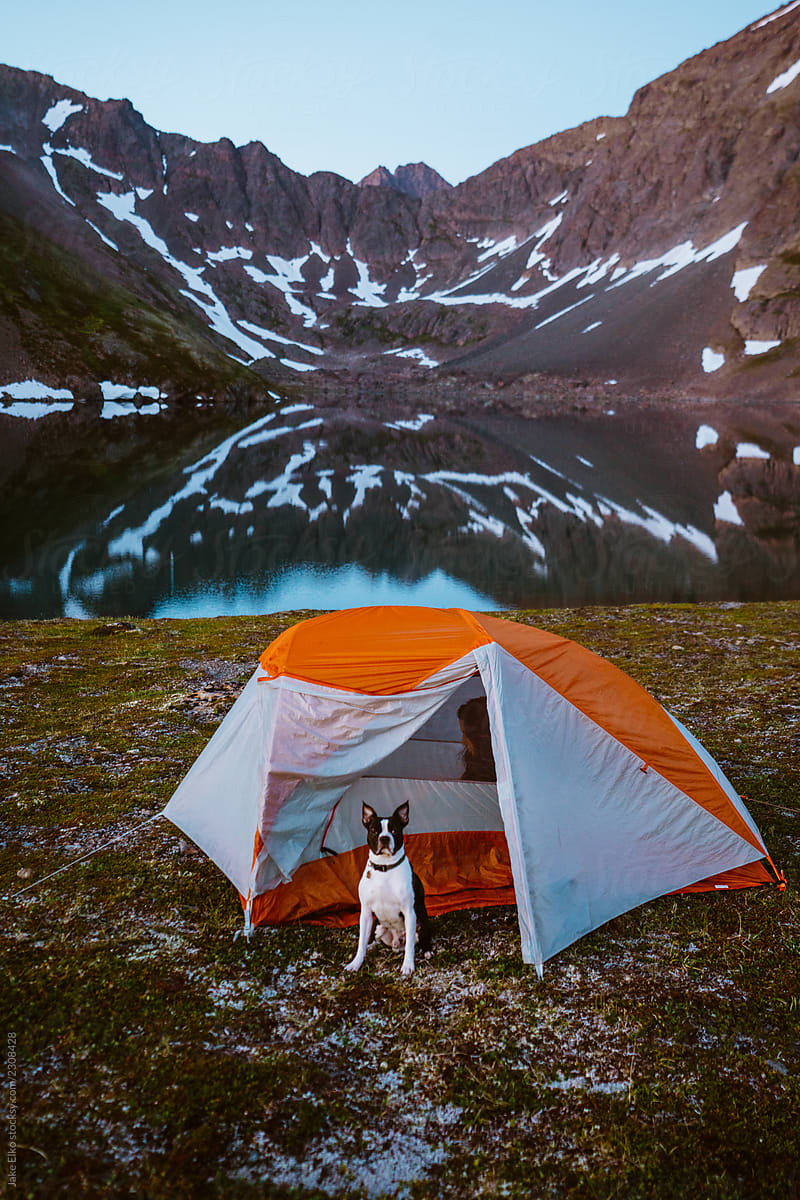 Cute Boston Terrier Hanging out Near Tent