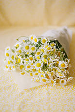 A Bouquet Of Camomile Flowers In Pitcher | Stocksy United