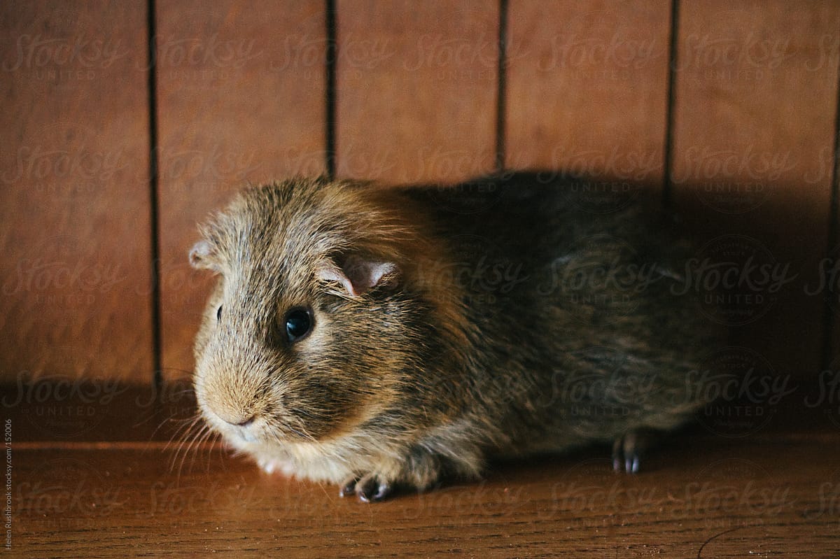 A brown and tan guinea pig