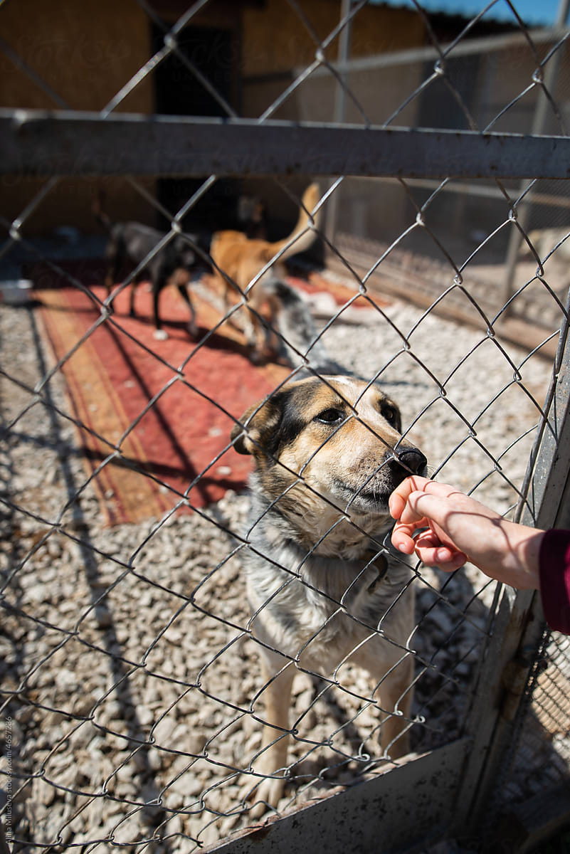 Dog behind fence licking human hand in animal shelter