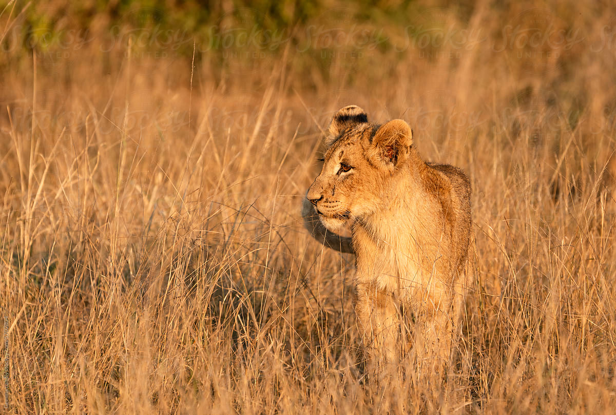 Lion walking in Kruger National Park, South Africa