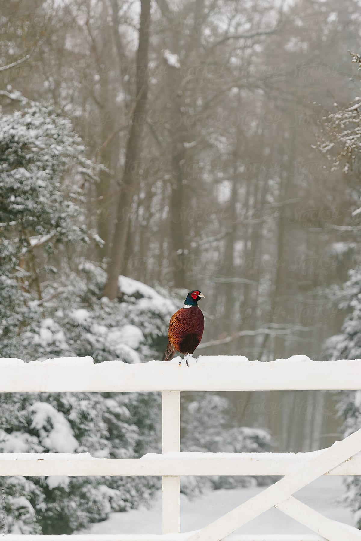 Pheasant perched on fence in woodland snow