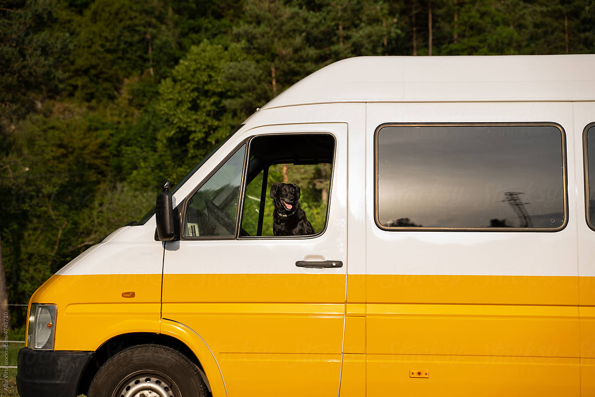 Dog driving camper van