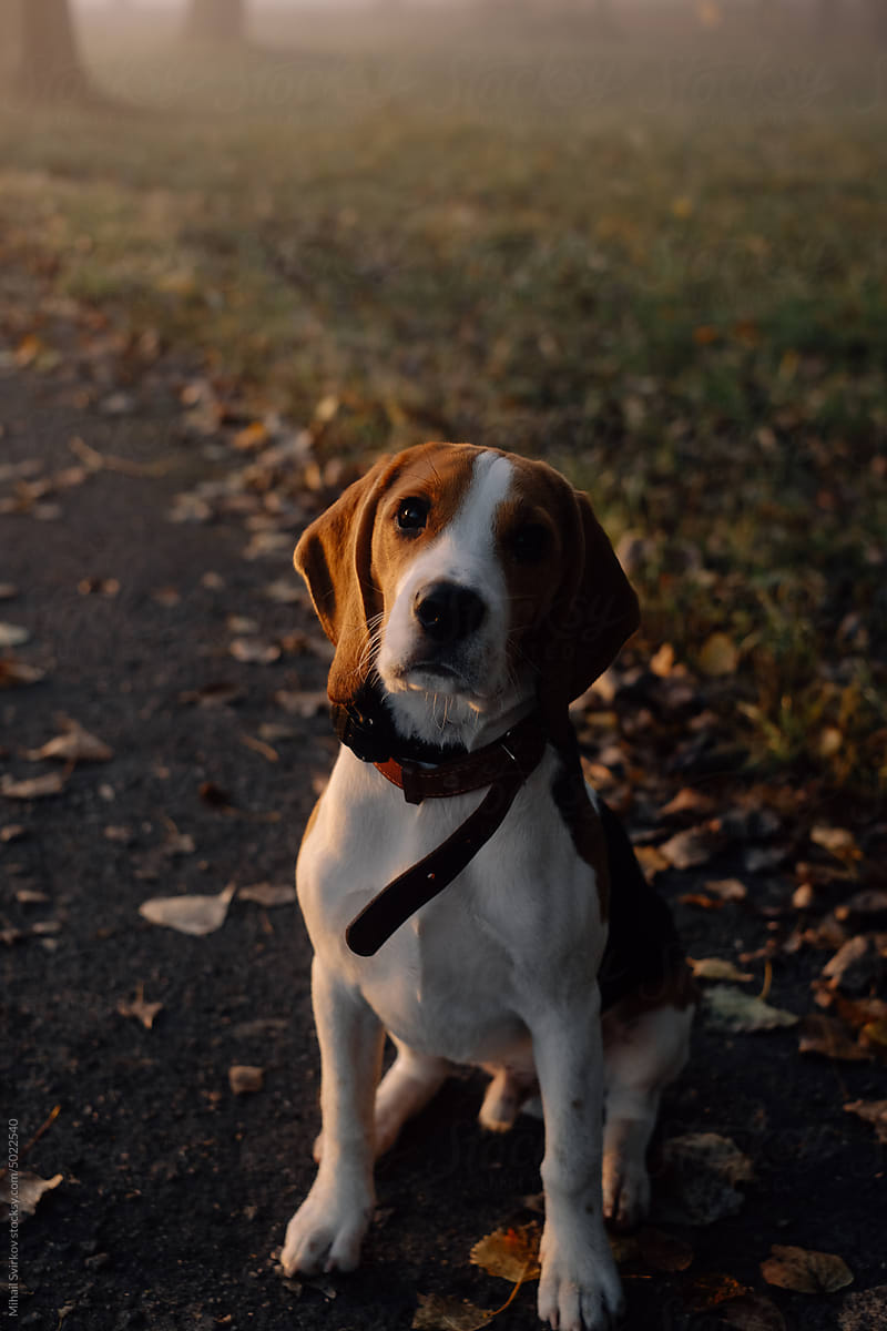 Beagle dog portrait in the park