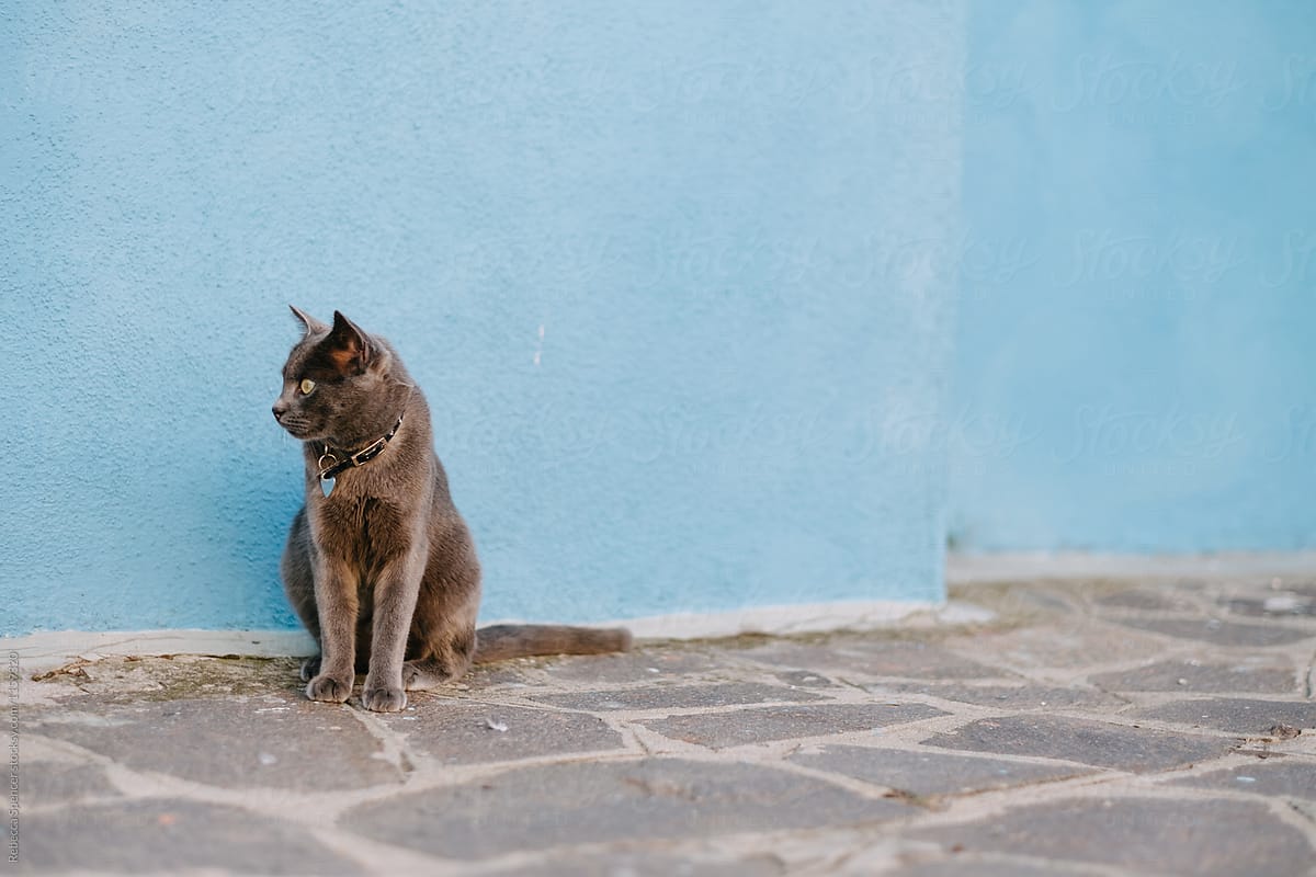 Grey cat sits in front of a blue building in Burano, Venice, Italy