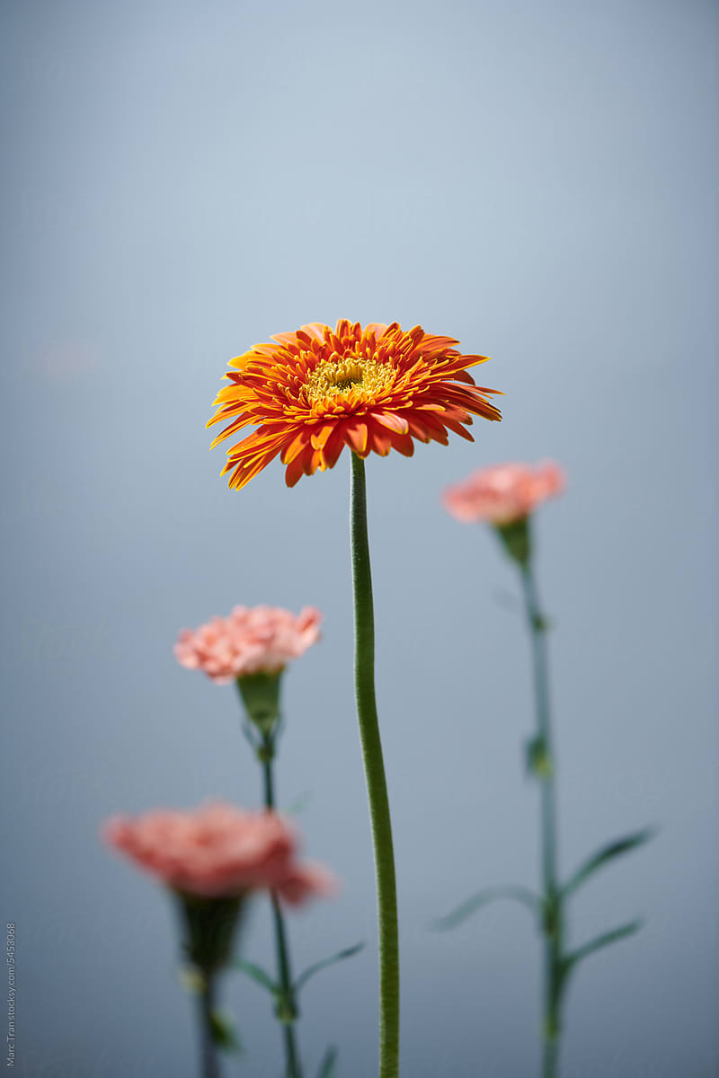 Selected focus image of winter bright orange flowers over gray