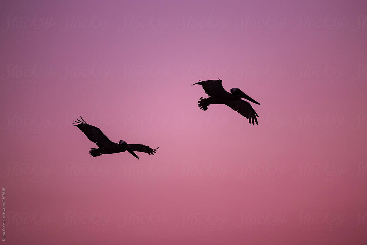 The silhouette of two pelicans flying in a pink sky during a sunset