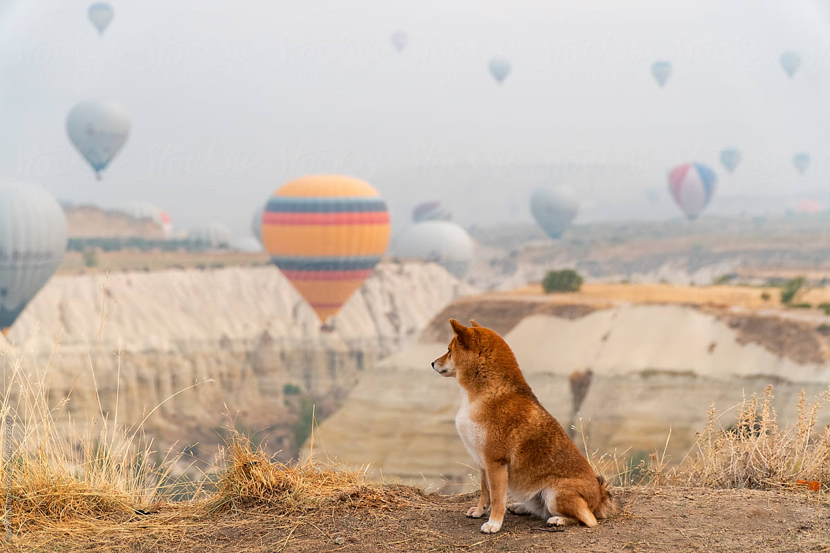 Shiba dog Hot air balloons