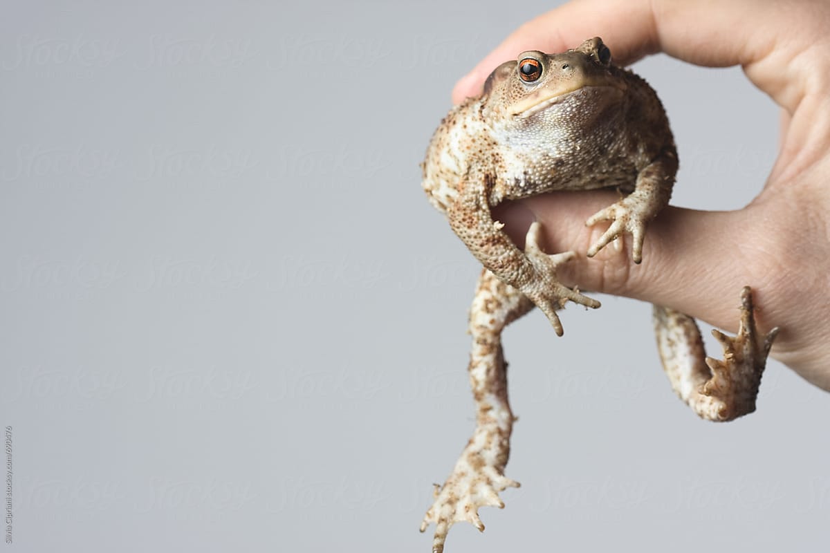 Hand holding a toad