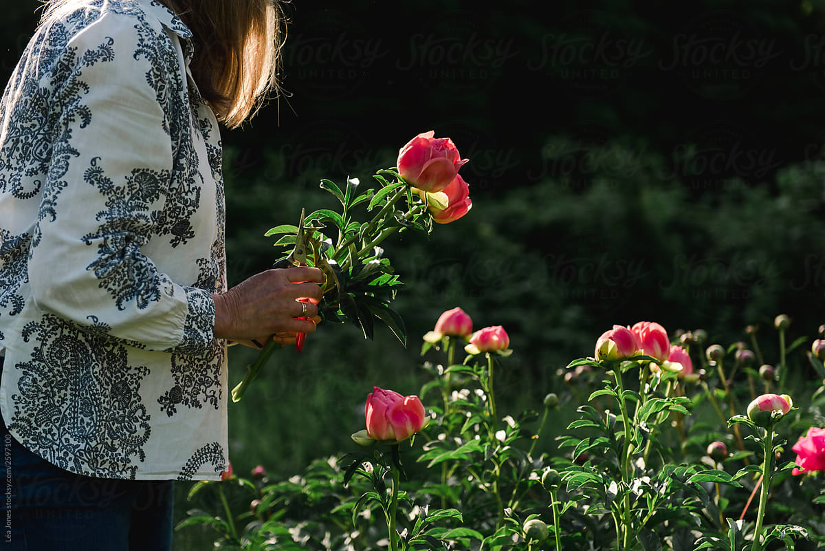 woman holding pink peonies inner hadn\'t, in the morning sun