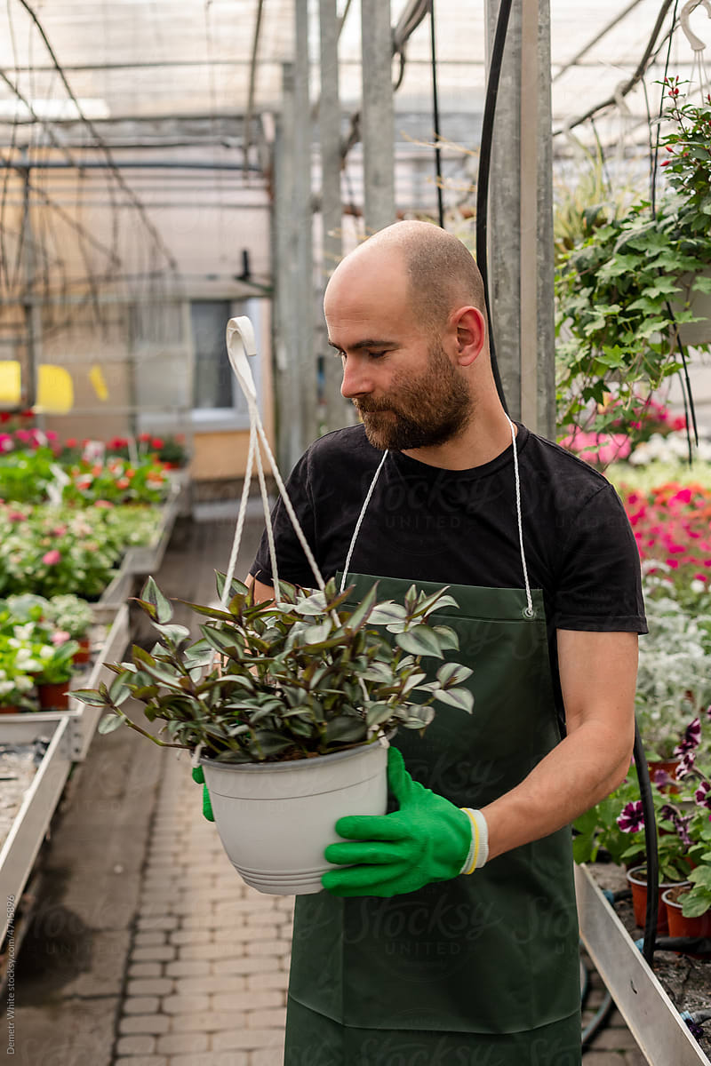 White man with beard holding flowerpot with plant inside greenhouse