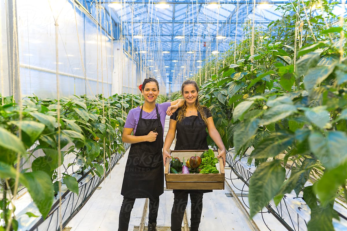 Two female workers or employees holding  a wooden crate with vegetables in a modern greenhouse