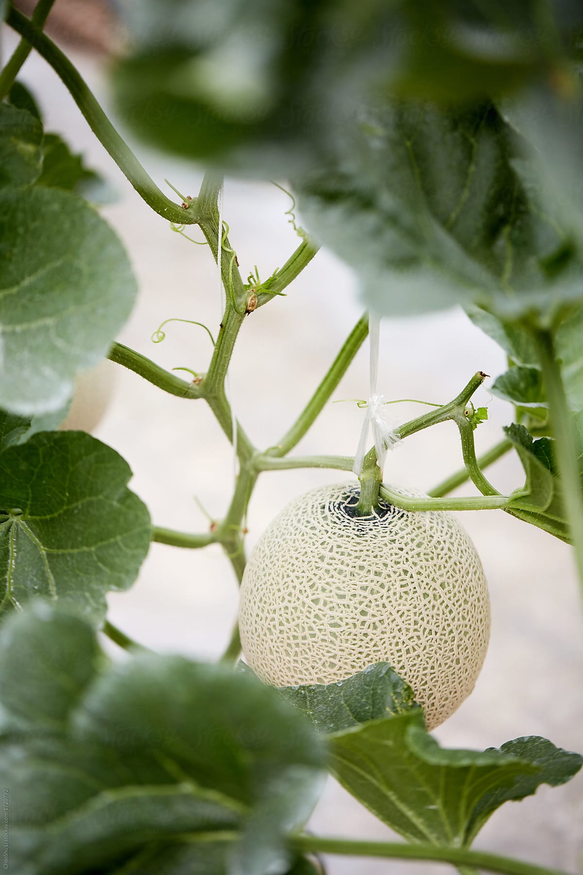Japanese fruit melon plantation, in the greenhouse. Thailand\'s travel