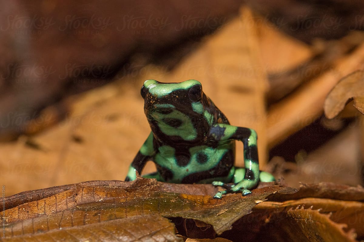Portrait of green and black poison dart frog standing on the  dead leaves