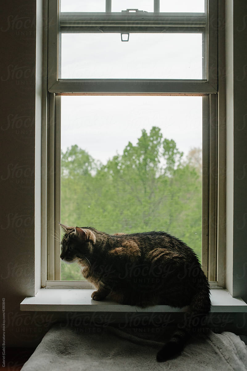 Cat sitting on the window sill