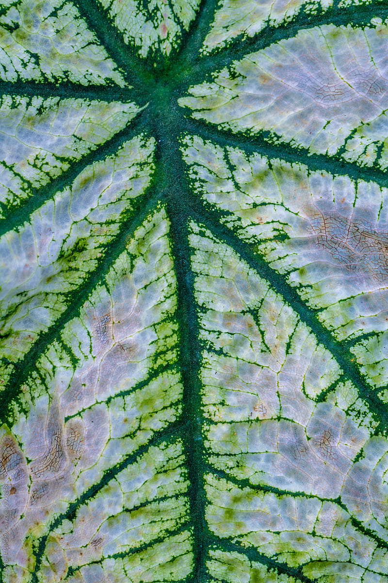 caladium leaf macro