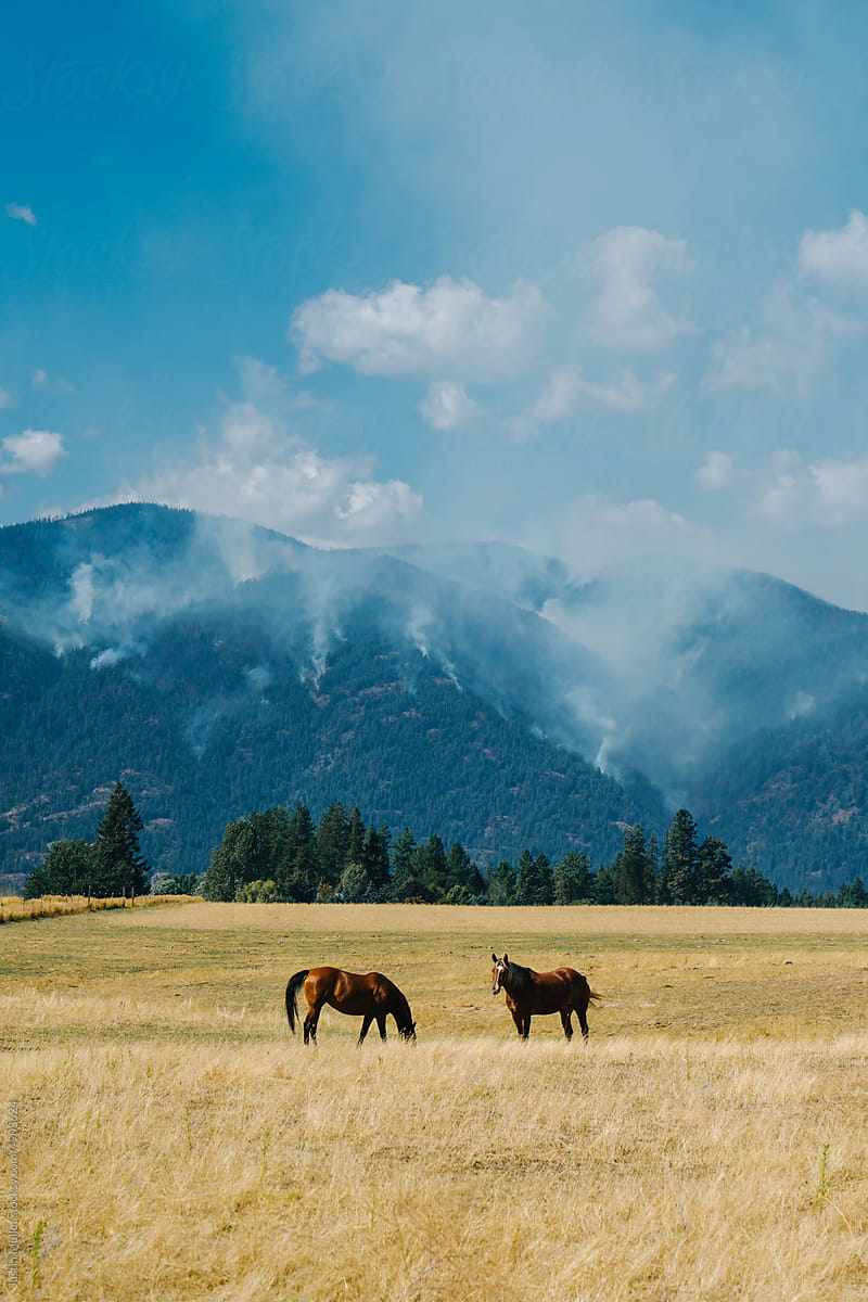Two horses graze in a field below wildfires
