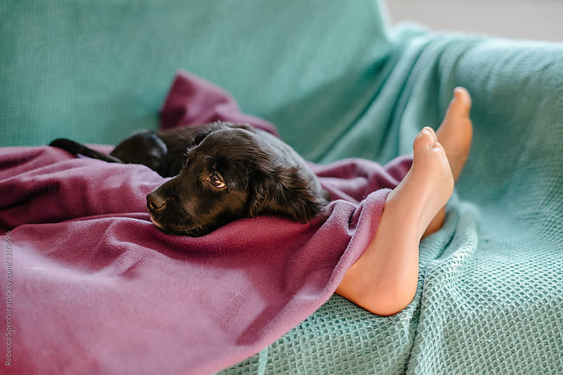 Cute puppy rests on her owners legs
