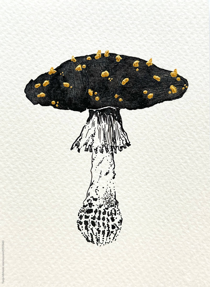 Mushroom Amanita Muscaria drawing