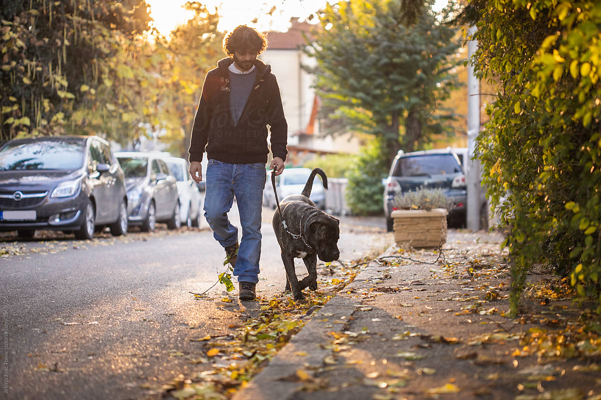 A man crosses the street with his pet dog on a leash