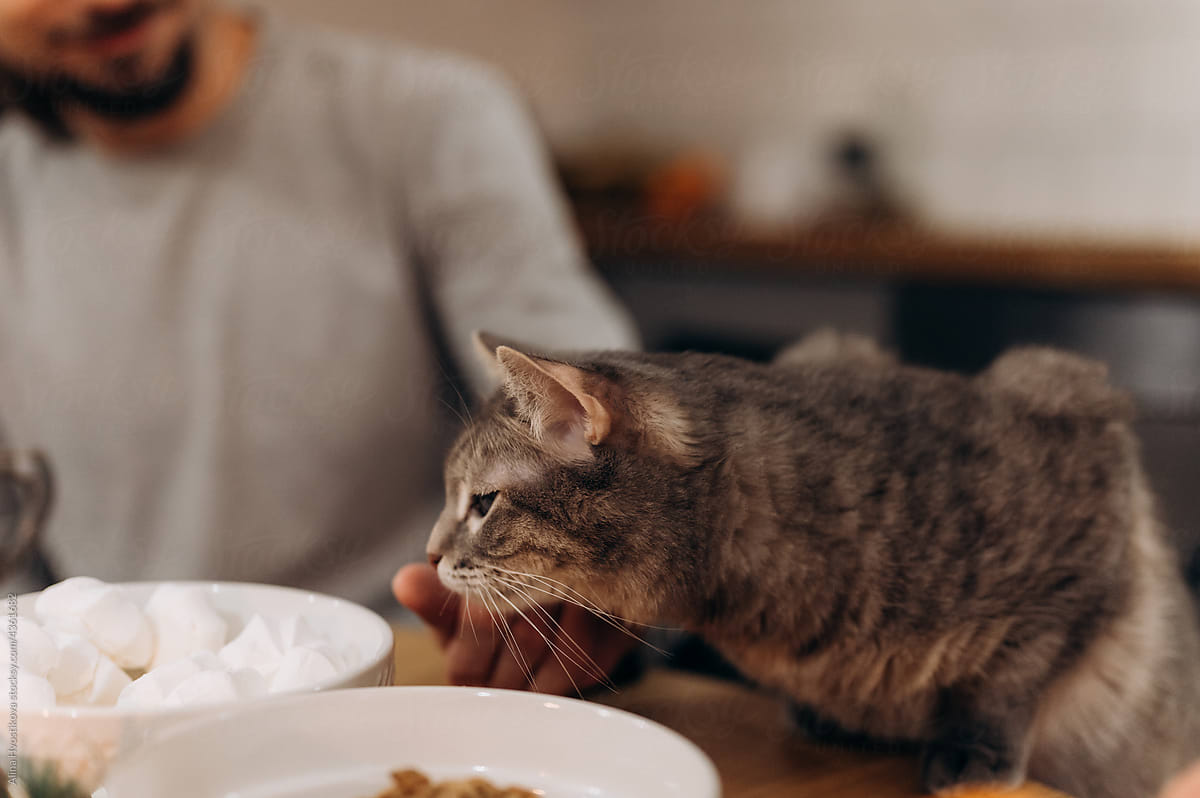 Cute cat stealing food from table in kitchen