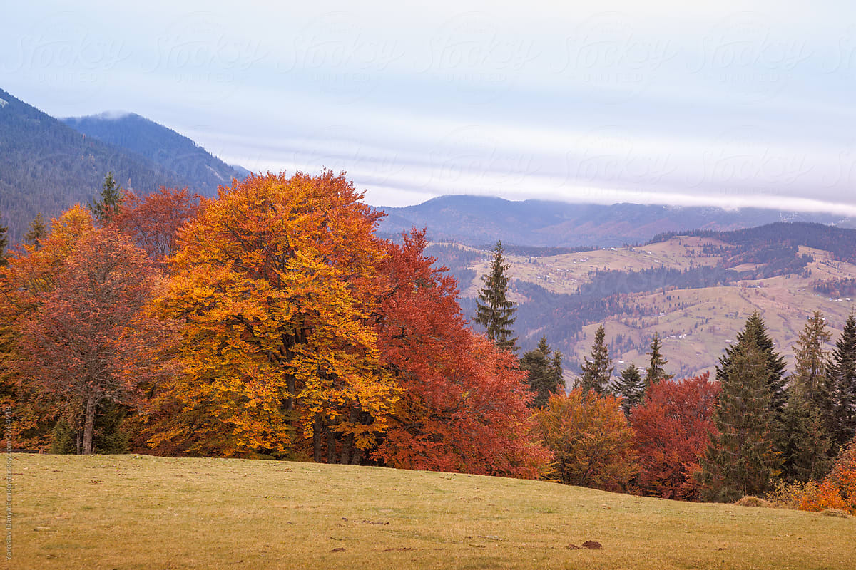 Fall painted trees on mountain background.