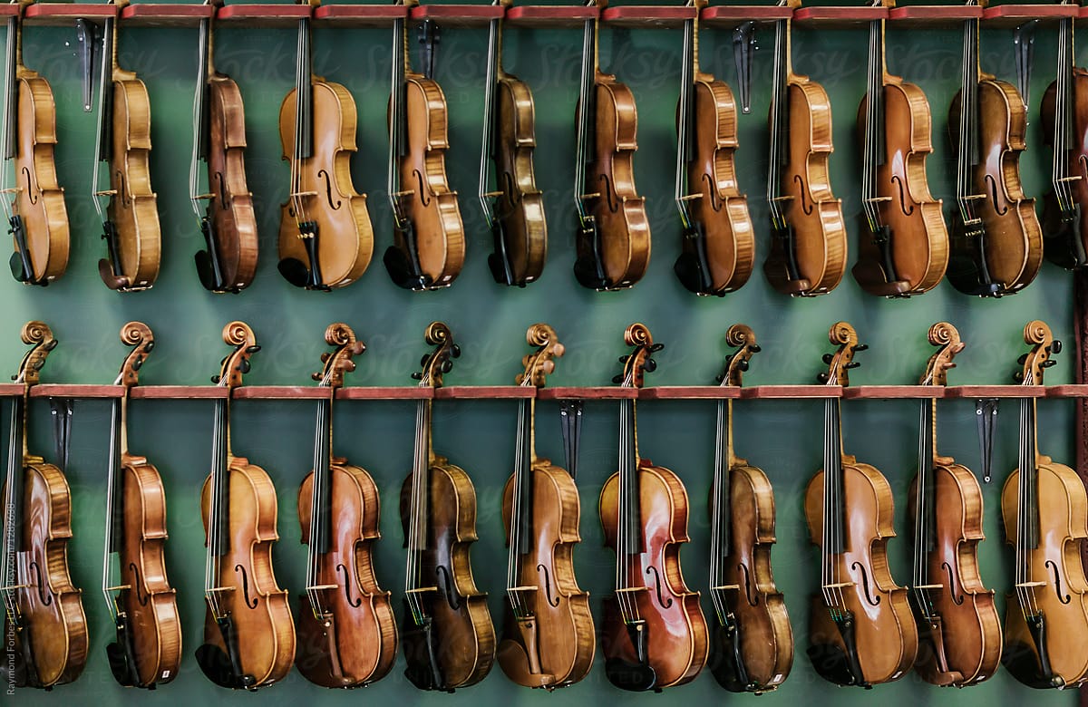 Violins lined up on wall at Violin Shop