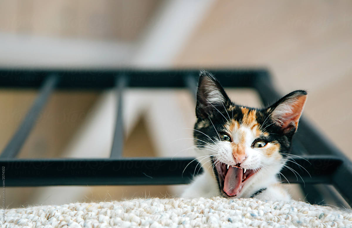 Cat yawning, yelling or just plain crazy