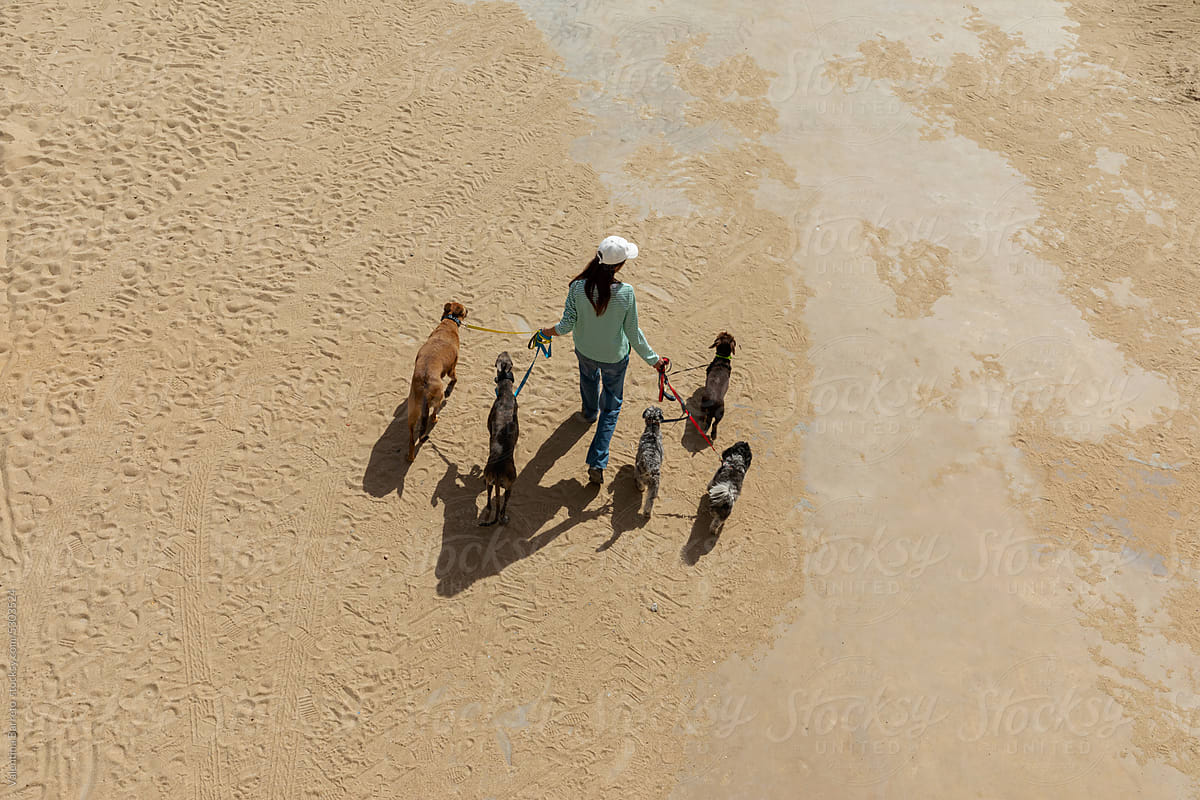 Dog Walker by the beach aerial view