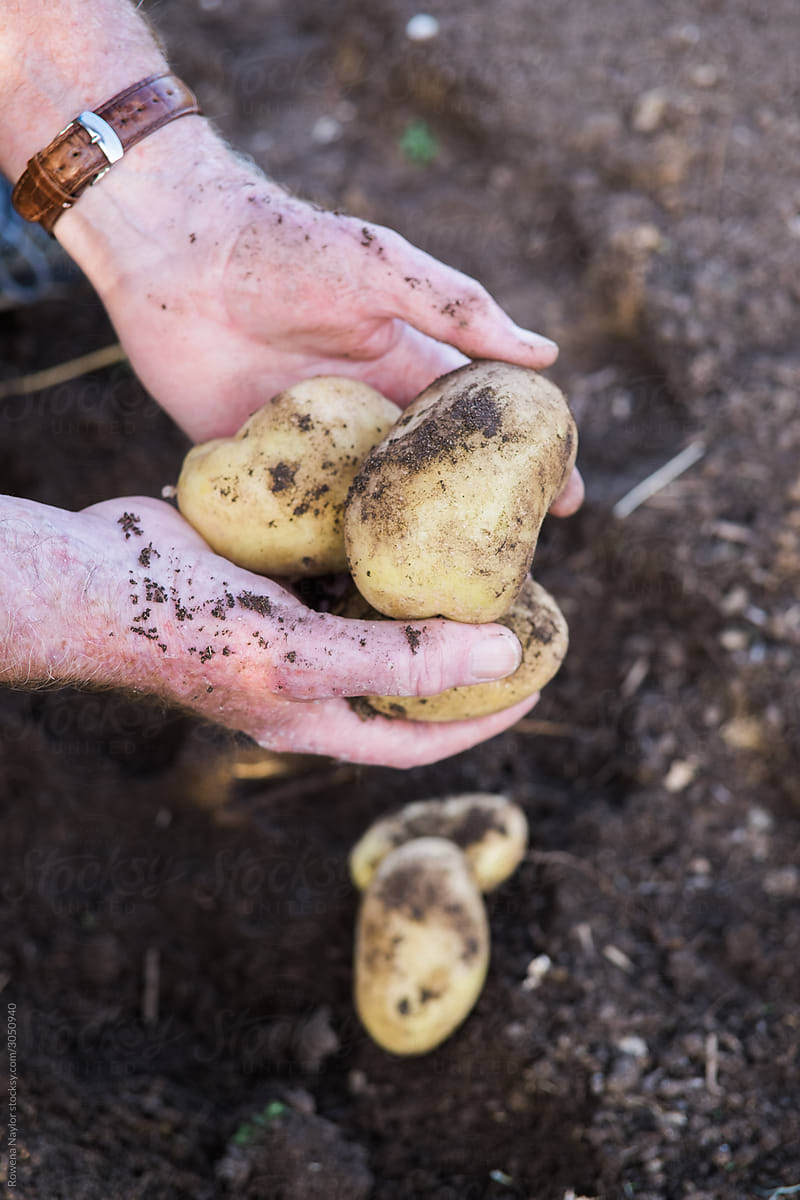 Senior Gardener holding potatoes dug up from vegetable plot