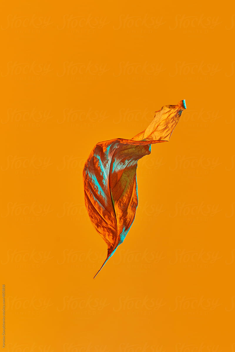 Dry leaf on orange background.