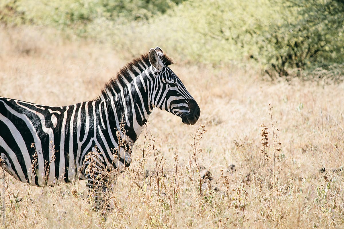 Zebra on yellow savannah background