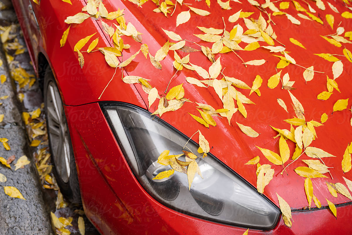 Fallen yellow leaves on the glass and the hood of the car
