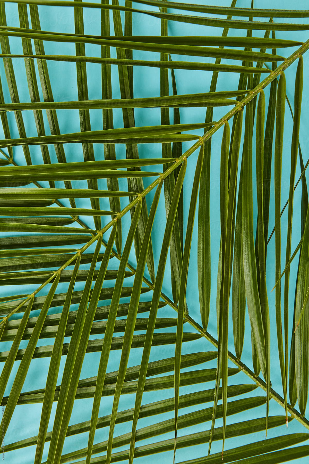 Tropical pattern of green palm leaves