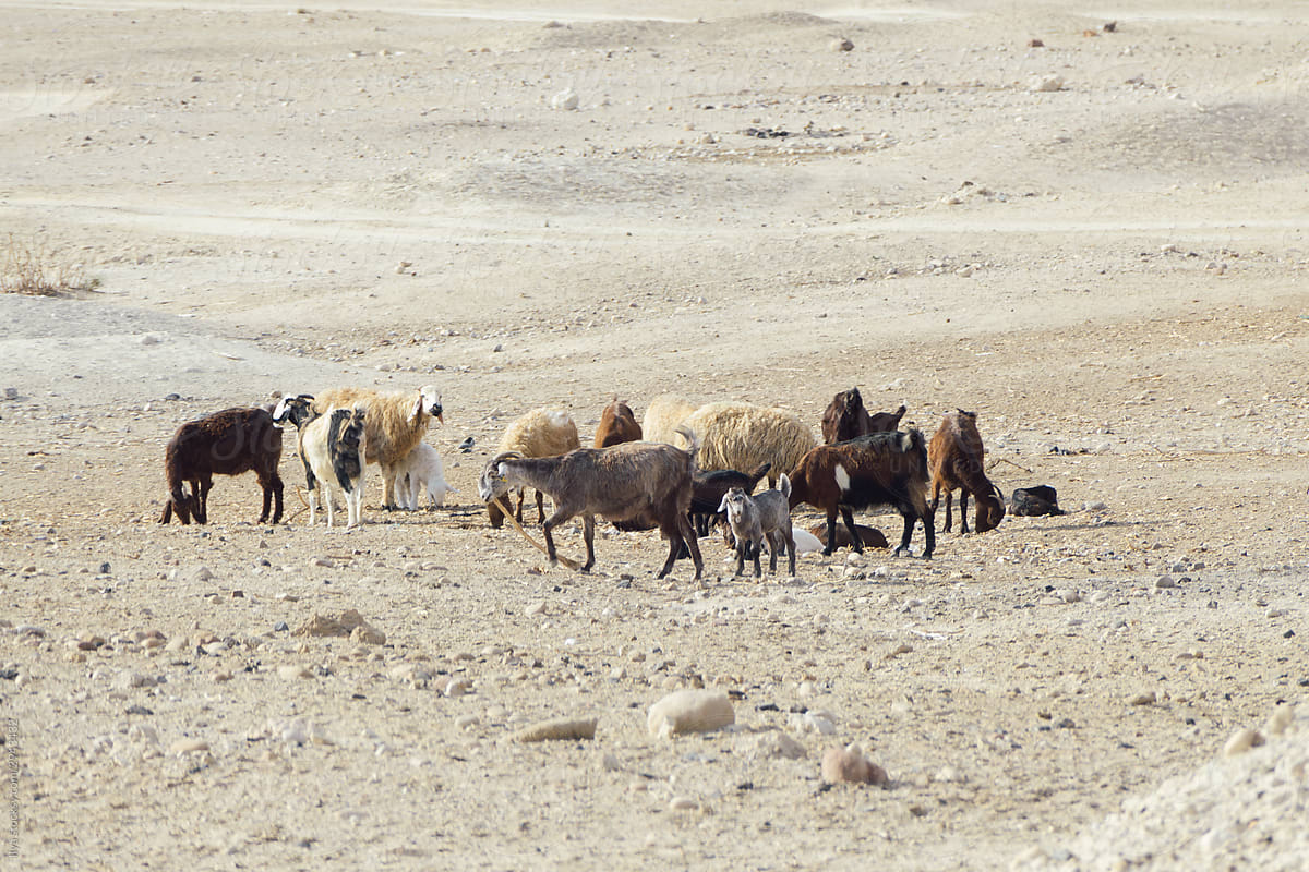 Sheeps and goat Jordan desert nature outdoors landscape