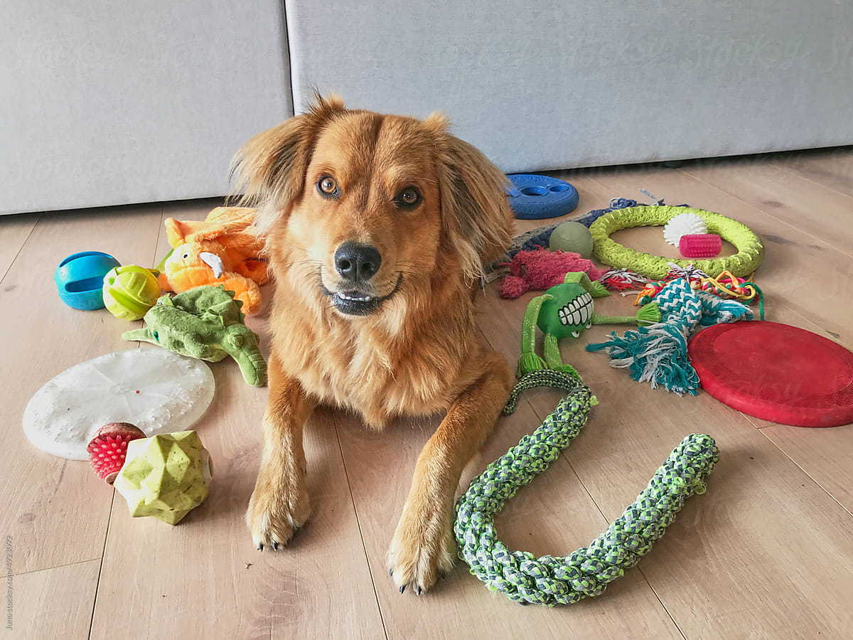 Dog with his toys
