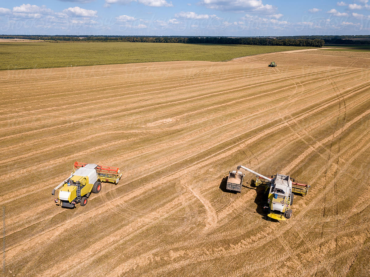 Farm machinery on a wheat fields. Harvesting of ripe cereal in