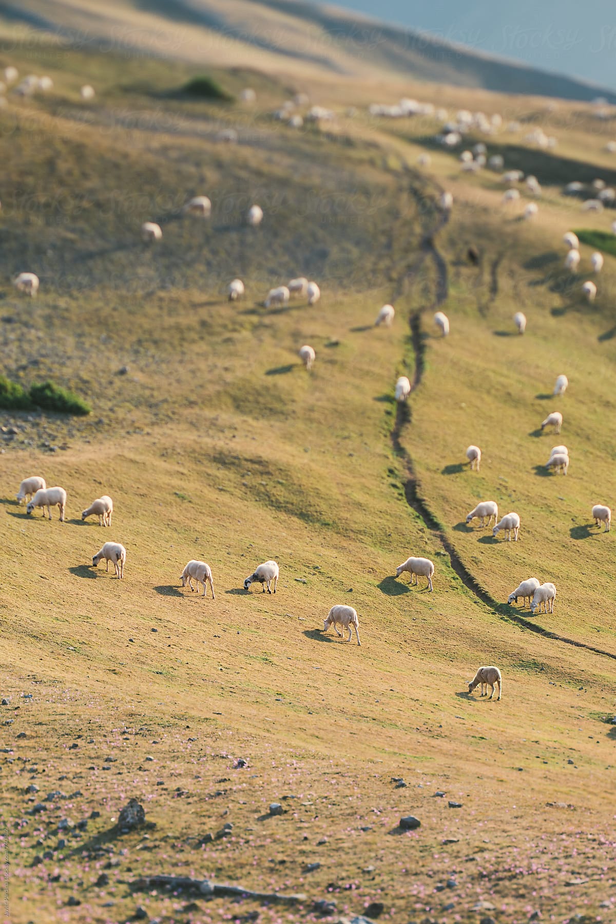 Cows Eating Straw. by Stocksy Contributor Javier Pardina - Stocksy