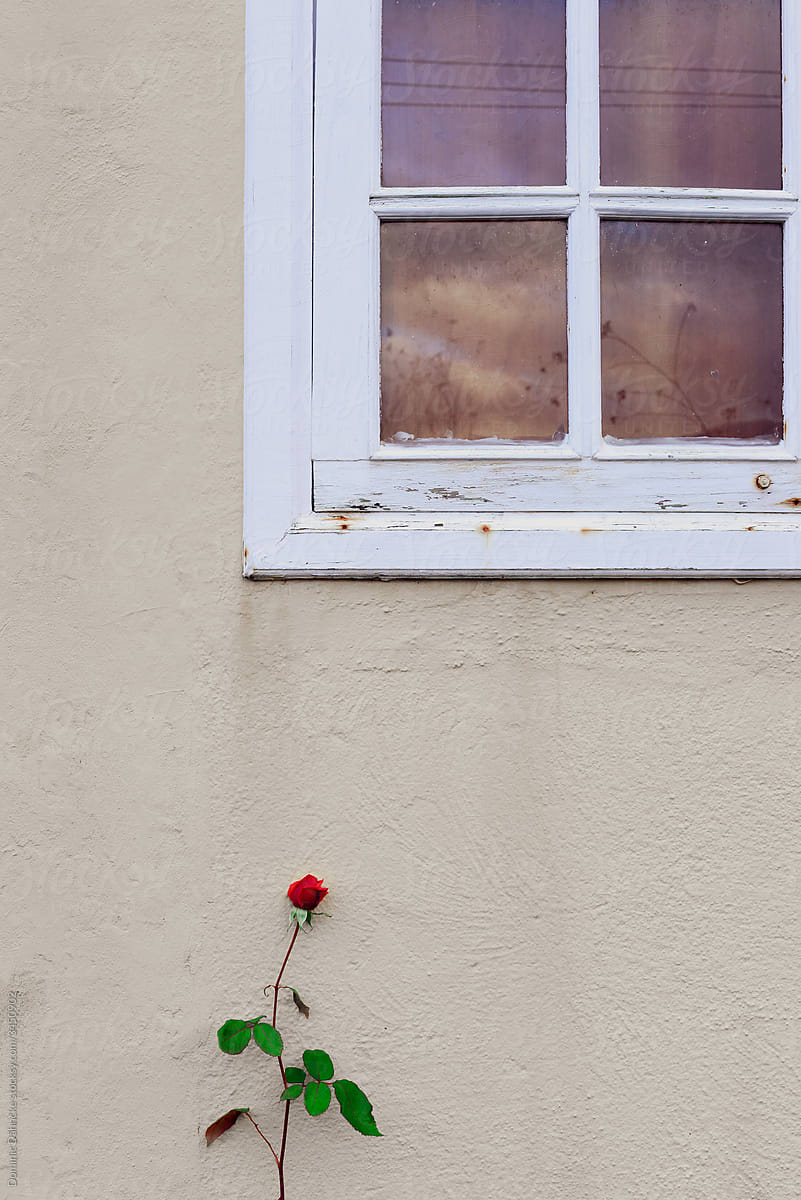 A red rose next to a window.