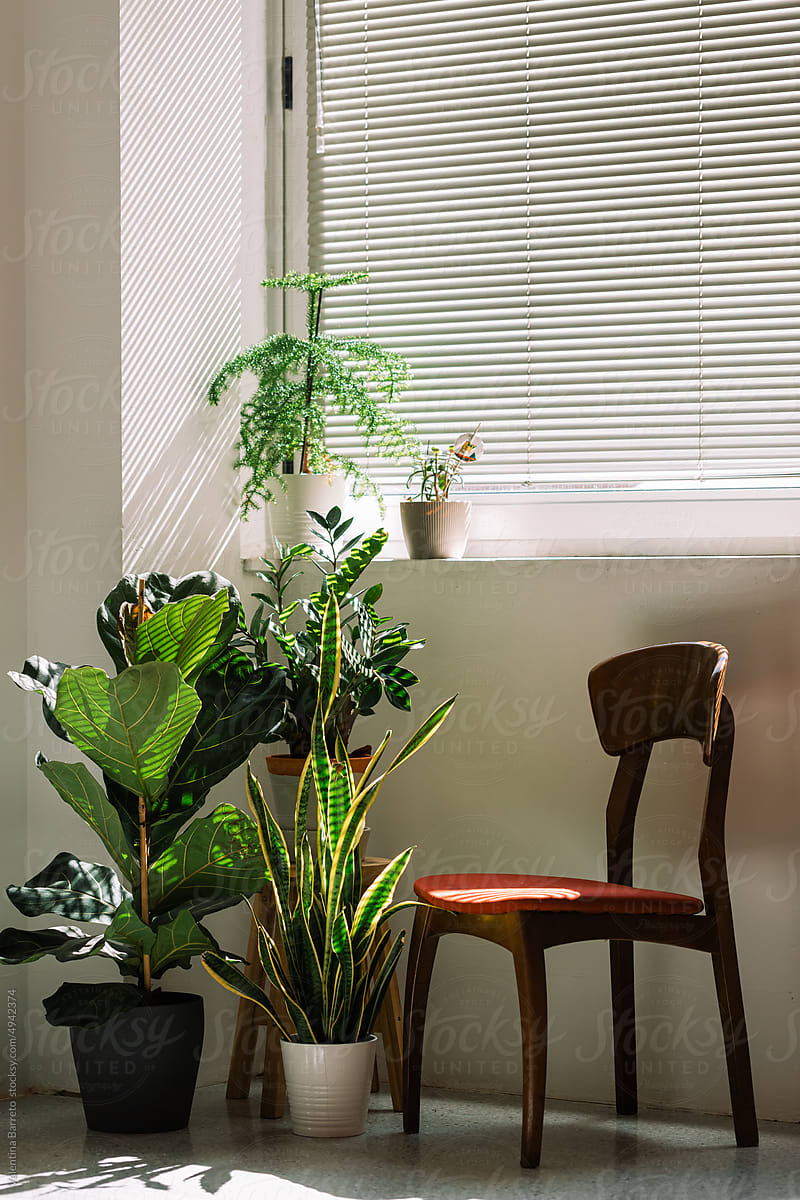 Sunlit Potted Plants Near window