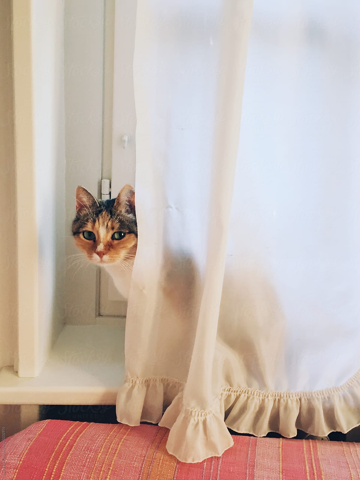 Calico cat sits on windowsill and hides behind linen curtain